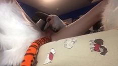 Reproducir Precioso panthera tigris chico folla el pecado de su shearken lavishie