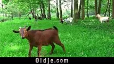 Jouer Surly bande de roulement vieux papa fait par la jeune fille chaude de bande de roulement pour le sexe